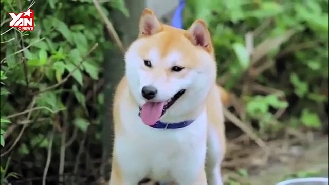 chuyện cảm động về chú chó bị bỏ rơi