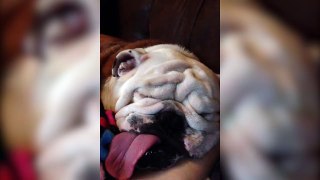 Funny Dog Has Hilarious Sleep Face