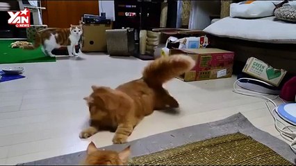 Mèo Đùa Giỡn với tia la de