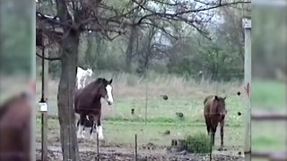Funny Goat Rides A Horse