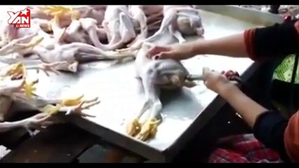 Gà gầy thành ngay gà béo chỉ trong 10 giây