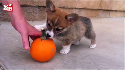 Corgi Puppy - Pumpkin Playtime
