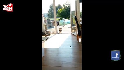 Dog thinks terrace door is closed