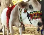 Small size cow in Karachi Karachi cow mandi small & big cow By - YouTube