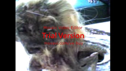 ULAR BERKEPALA MANUSIA