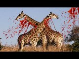 Erkek Zürafaların Kavgası - Animal Fight