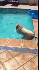 Ce chien ne veut vraiment pas se mouiller