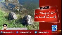 Issue of turtles caught from Karachi area defense