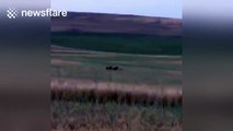 Three grizzly bears fight over food