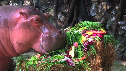 Un hippopotame de Bangkok fête ses 50 ans