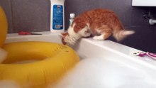 Chat courageux ou inconscient? Petit plongeon dans le bain