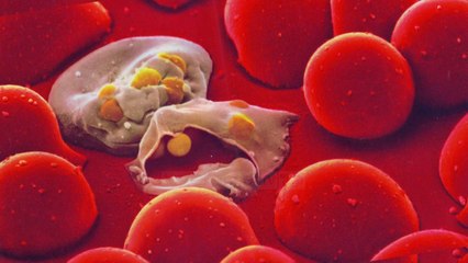 Malaria në Greqi - Top Channel Albania - News - Lajme