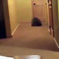 Енот Кувыркается по Дому - Прикол ! Funny Raccoon