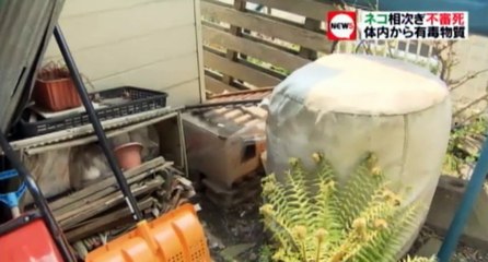 ネコが相次ぎ“不審死”　北海道　2016/5/19