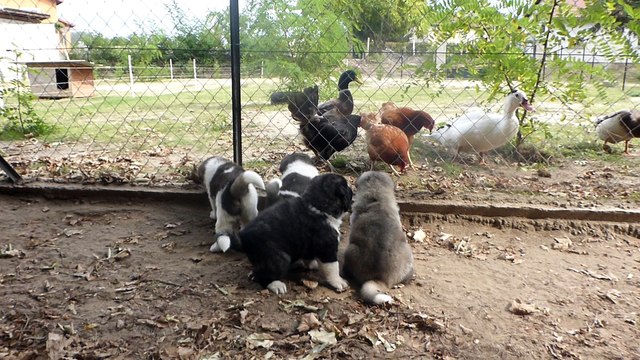 Akita américain du sixième sens ,Sortie dans le parc avec maman 4 semaines