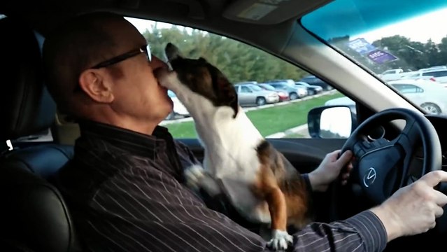 Un chien exprime sa joie en voyant qu'il va au parc pour chiens