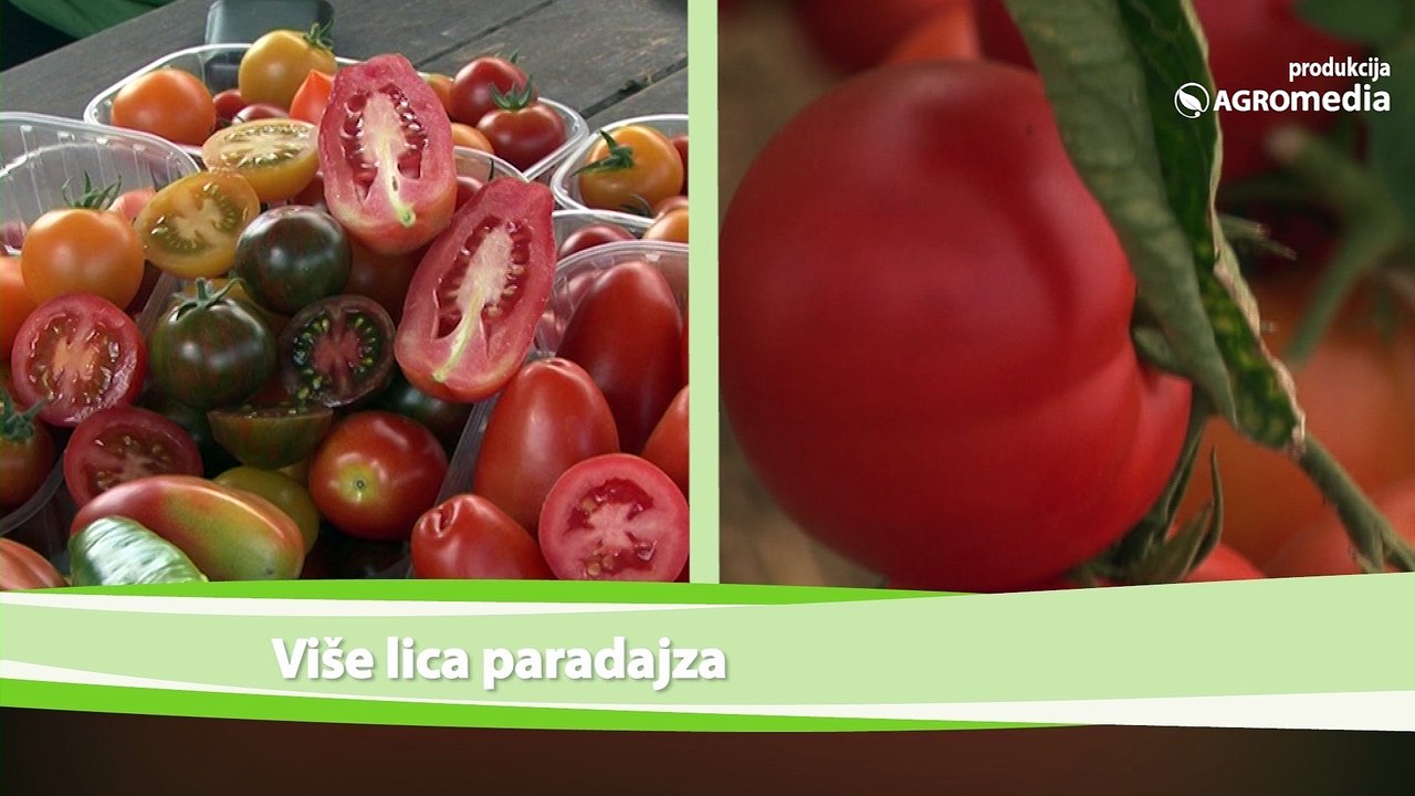 Više lica paradajza