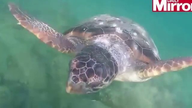 Il veut admirer cette tortue quand tout à coup... Ahaha l'attaque la plus mole du monde