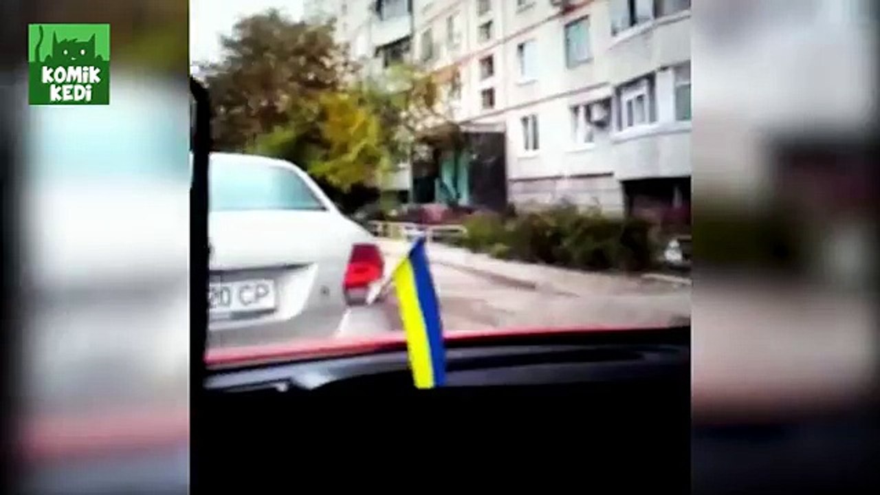 En Komik Kedi Vine Videoları 2015- Komik Kediler