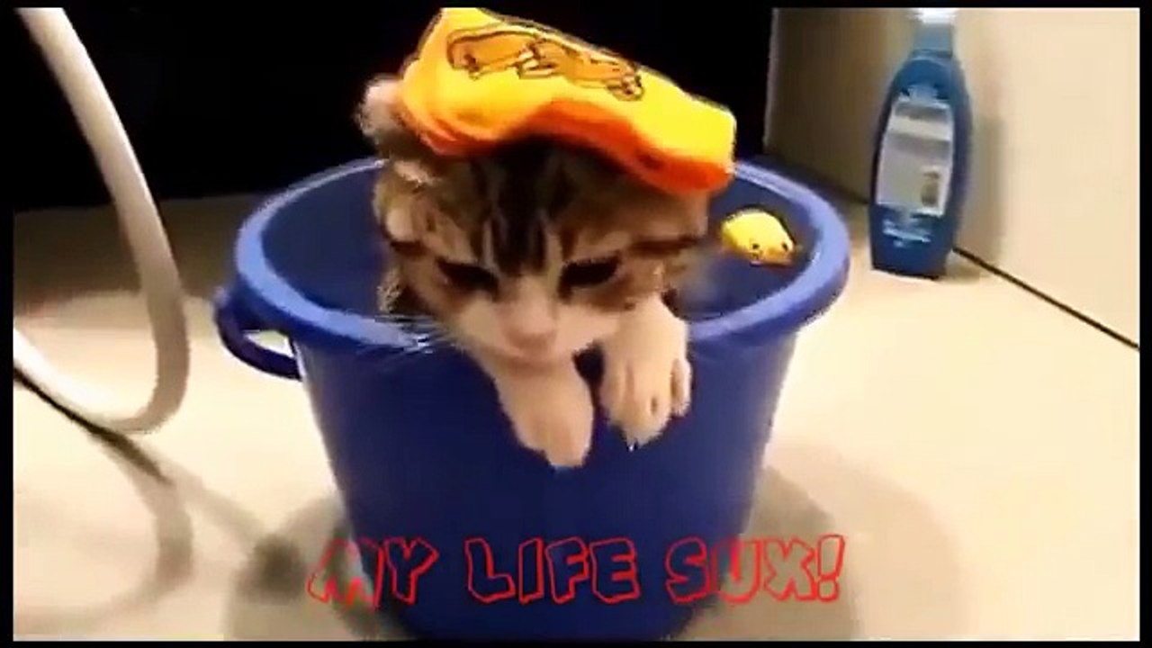 En komik kediler, kedi videoları izle