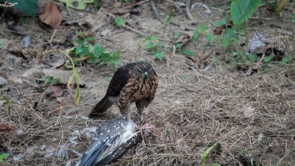 Bird of Prey - Ghoshawk Eating Heron Alive #6