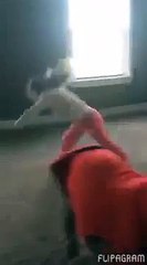 Une belle complicité entre un chien et une fillette