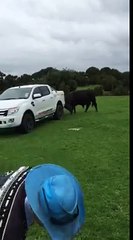 Défendre sa voiture congtre un taureau... Avec une bouteille d'eau ! Ce père est fou