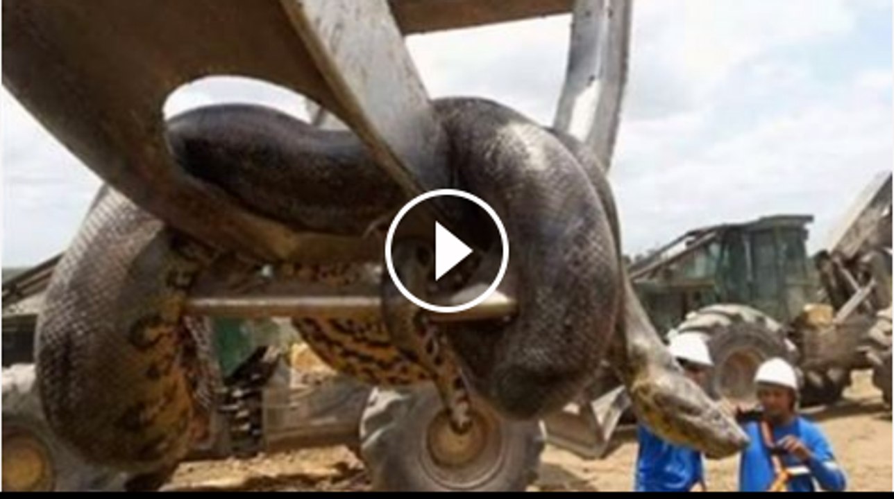 Anaconda weighing 400kg found on construction site in Brazil