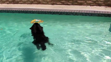 Newfoundland dog swimming-rhO548HxV2k