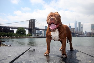 Hulk The Pitbull Takes Over New York: DOG DYNASTY