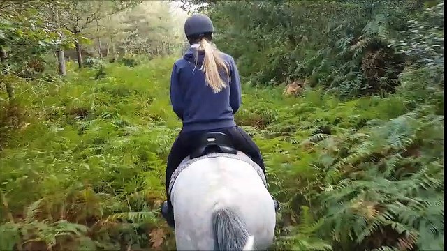 UNO, hongre ONC 8 ans, idéal loisirs/concours