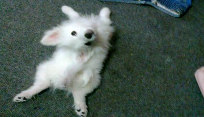 Dogs Tricks 12: Puppy Learning Table Manners