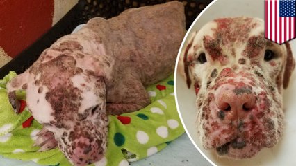 Puppy ravaged by hundreds of bee stings abandoned by heartless owners