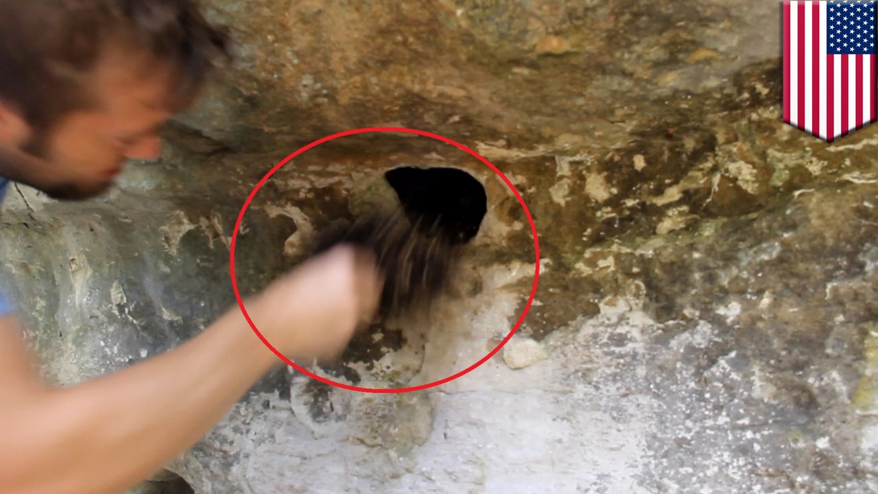 ล้วงรังแมงมุม Daddy longlegs เพื่อความสนุกของเด็กๆ