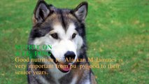 Alaskan Malamute Dog Breeds Information| Origin, History, Appearance, Temperament, Health