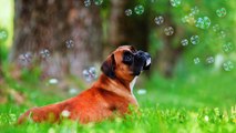 Boxer Dog Breeds Information || Origin, History, Appearance, Temperament, Health