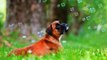 Boxer Dog Breeds Information || Origin, History, Appearance, Temperament, Health