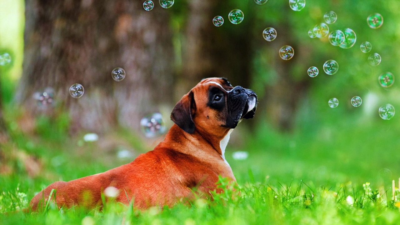 Boxer Dog Breeds Information || Origin, History, Appearance, Temperament, Health