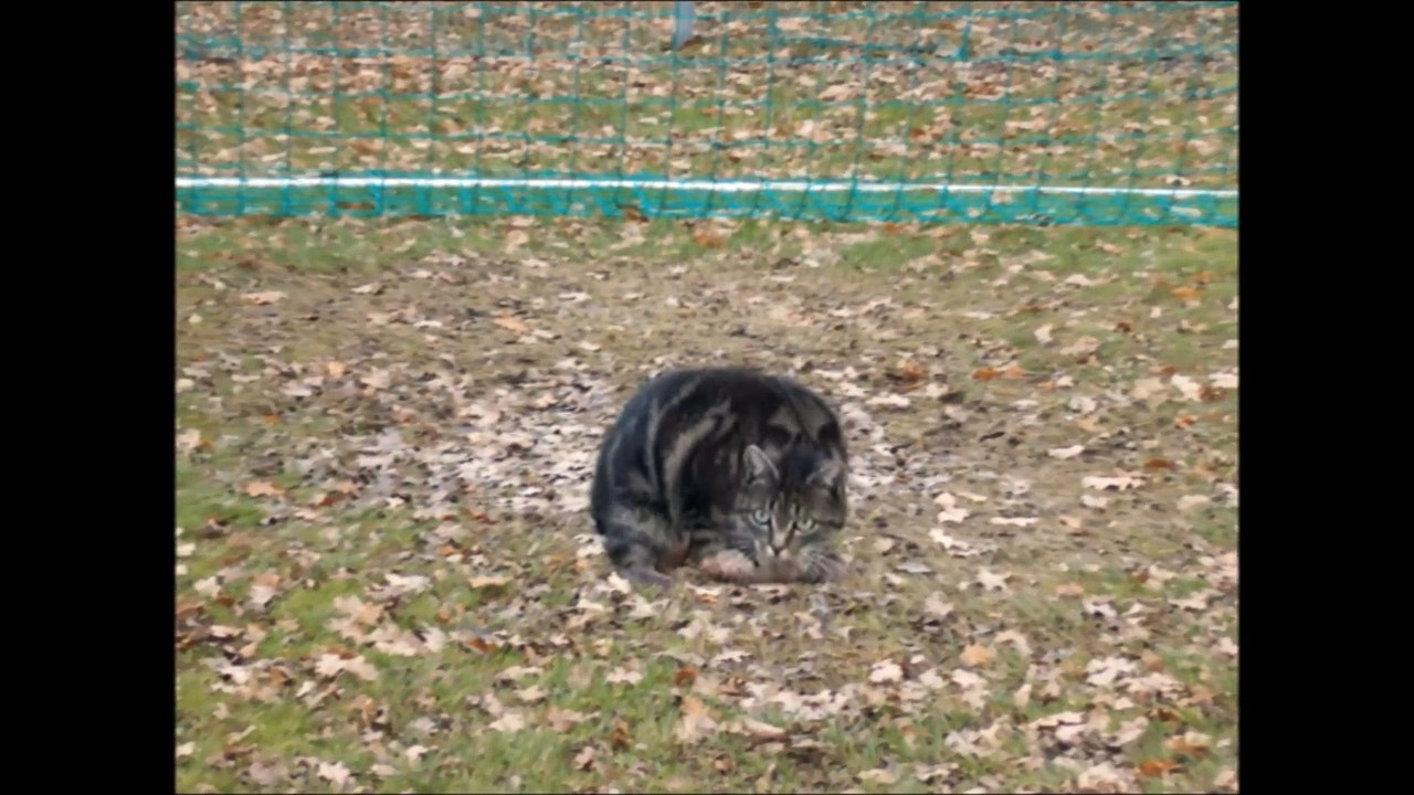 Almost the world's best goalkeeper