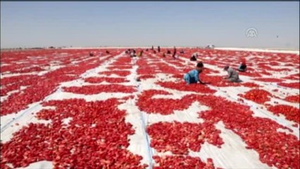 Kurutulan Türk Domatesleri Avrupa Mutfağında