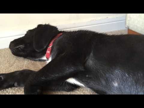 Hiccuping Puppy Helped With Timely Belly Rub