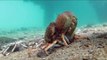 Stingray Pounces on Newly Molted Spider Crab