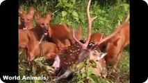 La plus Étonnante des Attaques dAnimaux Sauvages, les plus Fous Combat dAnimaux , le Lion Attaque Buffalo ,Lézard fig