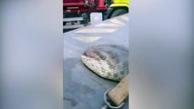 Enorme  anaconda dépassant les 10 mètres découvert au Brésil