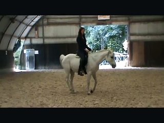 Spirit et Chocolate horse