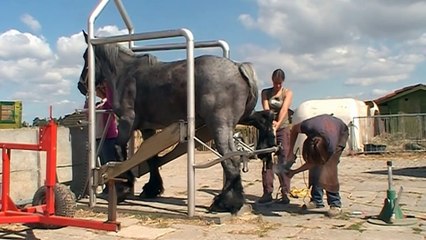 Belgian draft with very bad hooves meets the farrier horse