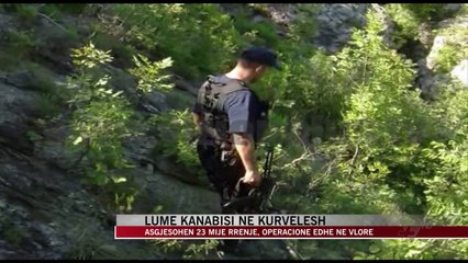 Asgjësohen 23 mijë rrënjë kanabis sativa - News, Lajme - Vizion Plus