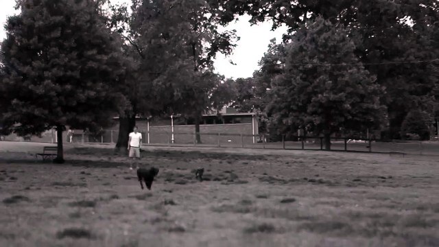 Slow Motion Dog, People and a Firecracker HD Definition