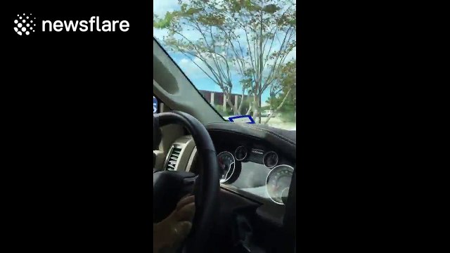 Smart dog 'drives' van