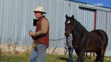 Horses Learn to Communicate with People
